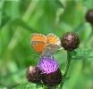 Fadet commun (Le), Procris (Le), Petit Papillon de Coenonympha pamphilus (Linnaeus, 1758)