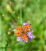 Gamma (Le), Robert-le-diable (Le), C-blanc (Le), D Polygonia c-album (Linnaeus, 1758)