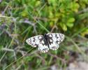 Échiquier de Russie (L'), Echiquier d'Esper (L') Melanargia russiae (Esper, 1783)
