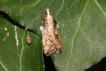  Acleris cristana (Denis & Schiffermüller, 1775)