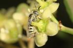  Ceylalictus variegatus (Olivier, 1789)