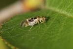  Graphopsocus cruciatus (Linnaeus, 1768)