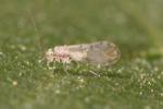  Trichopsocus Kolbe, 1882