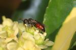  Osmia andrenoides Spinola, 1808
