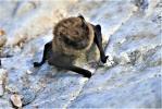Pipistrelle de Kuhl Pipistrellus kuhlii (Kuhl, 1817)