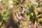  Vestitohalictus pollinosus (Sichel, 1860)