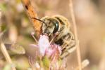  Vestitohalictus pollinosus (Sichel, 1860)