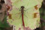 Sympétrum du Piémont (Le) Sympetrum pedemontanum (O.F. Müller in Allioni, 1766)