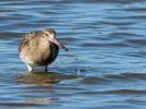 Barge à queue noire Limosa limosa (Linnaeus, 1758)