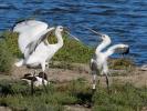 Spatule blanche Platalea leucorodia Linnaeus, 1758