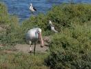 Spatule blanche Platalea leucorodia Linnaeus, 1758