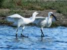 Spatule blanche Platalea leucorodia Linnaeus, 1758
