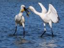Spatule blanche Platalea leucorodia Linnaeus, 1758