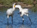 Spatule blanche Platalea leucorodia Linnaeus, 1758