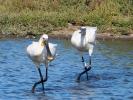 Spatule blanche Platalea leucorodia Linnaeus, 1758