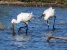 Spatule blanche Platalea leucorodia Linnaeus, 1758