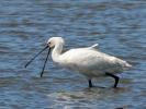 Spatule blanche Platalea leucorodia Linnaeus, 1758