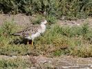 Chevalier combattant, Combattant varié Calidris pugnax (Linnaeus, 1758)