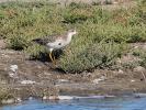 Chevalier combattant, Combattant varié Calidris pugnax (Linnaeus, 1758)
