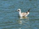 Mouette rieuse Chroicocephalus ridibundus (Linnaeus, 1766)