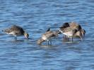 Barge à queue noire Limosa limosa (Linnaeus, 1758)