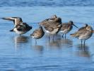 Barge à queue noire Limosa limosa (Linnaeus, 1758)