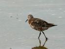 Bécasseau cocorli Calidris ferruginea (Pontoppidan, 1763)