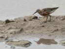 Bécasseau cocorli Calidris ferruginea (Pontoppidan, 1763)