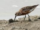 Bécasseau cocorli Calidris ferruginea (Pontoppidan, 1763)