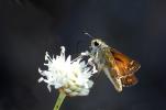 Virgule (La), Comma (Le) Hesperia comma (Linnaeus, 1758)