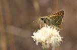 Virgule (La), Comma (Le) Hesperia comma (Linnaeus, 1758)