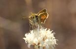 Virgule (La), Comma (Le) Hesperia comma (Linnaeus, 1758)
