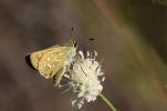 Virgule (La), Comma (Le) Hesperia comma (Linnaeus, 1758)