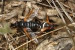  Exoprosopa rutilla (Pallas & Wiedemann, 1818)