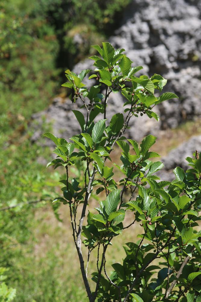 Nerprun des Alpes Rhamnus alpina L., 1753