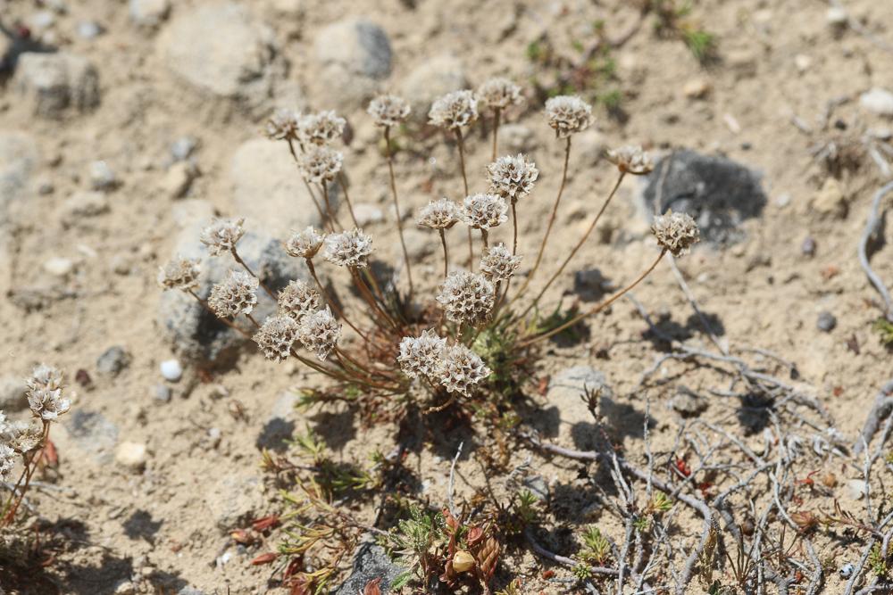 Armérie de Girard, Arméria faux Jonc Armeria girardii (Bernis) Litard., 1955