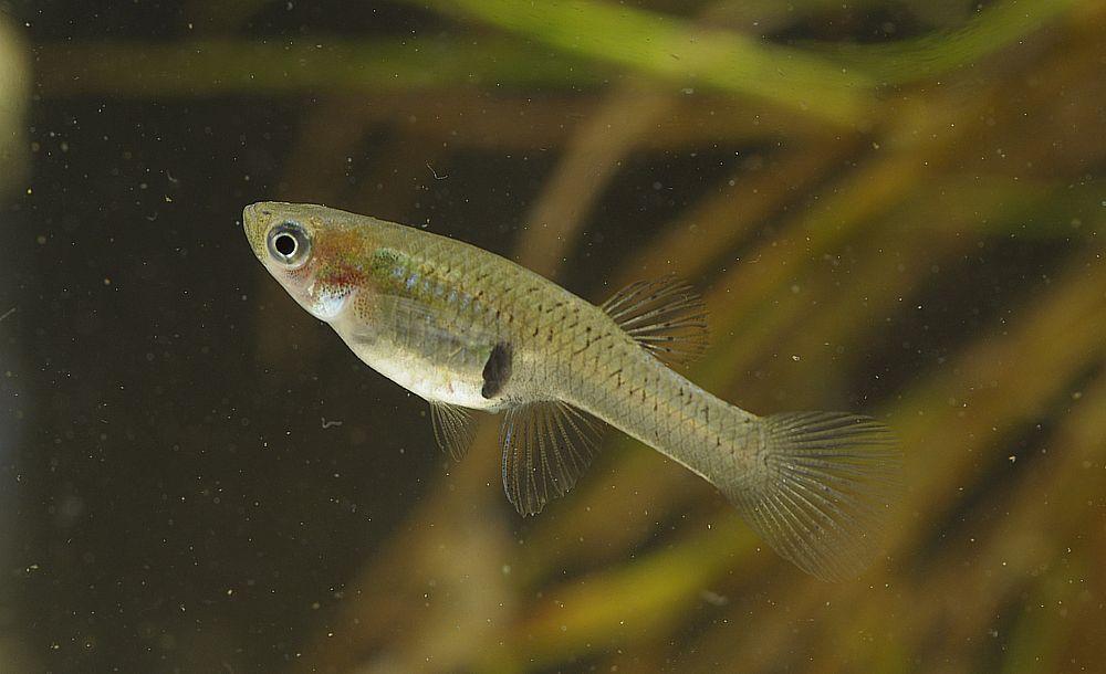 Gambusie Gambusia affinis (Baird & Girard, 1853)