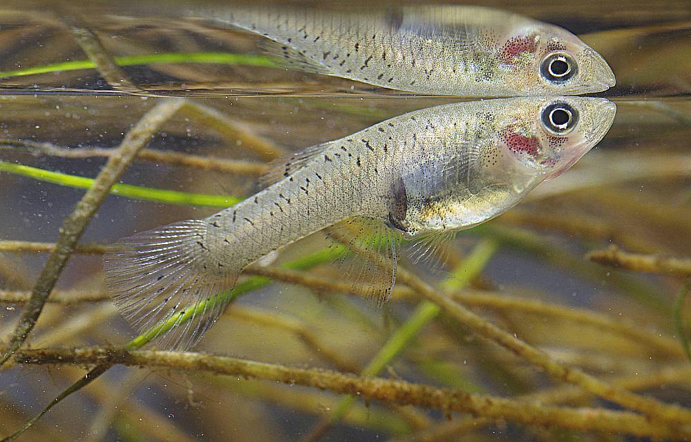 Gambusie Gambusia affinis (Baird & Girard, 1853)