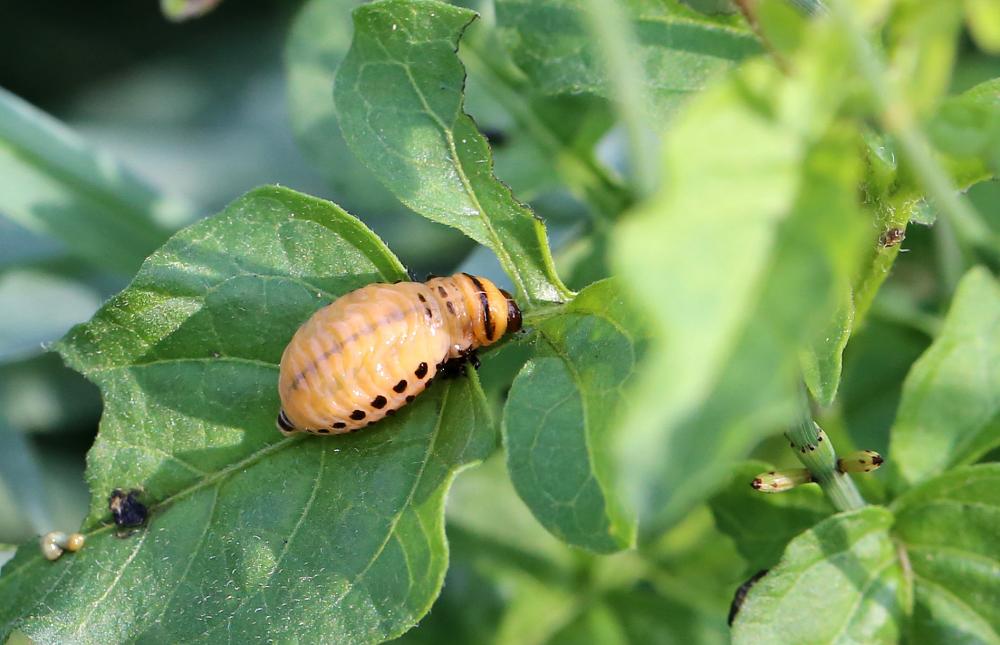 Doryphore (Le) Leptinotarsa decemlineata (Say, 1824)