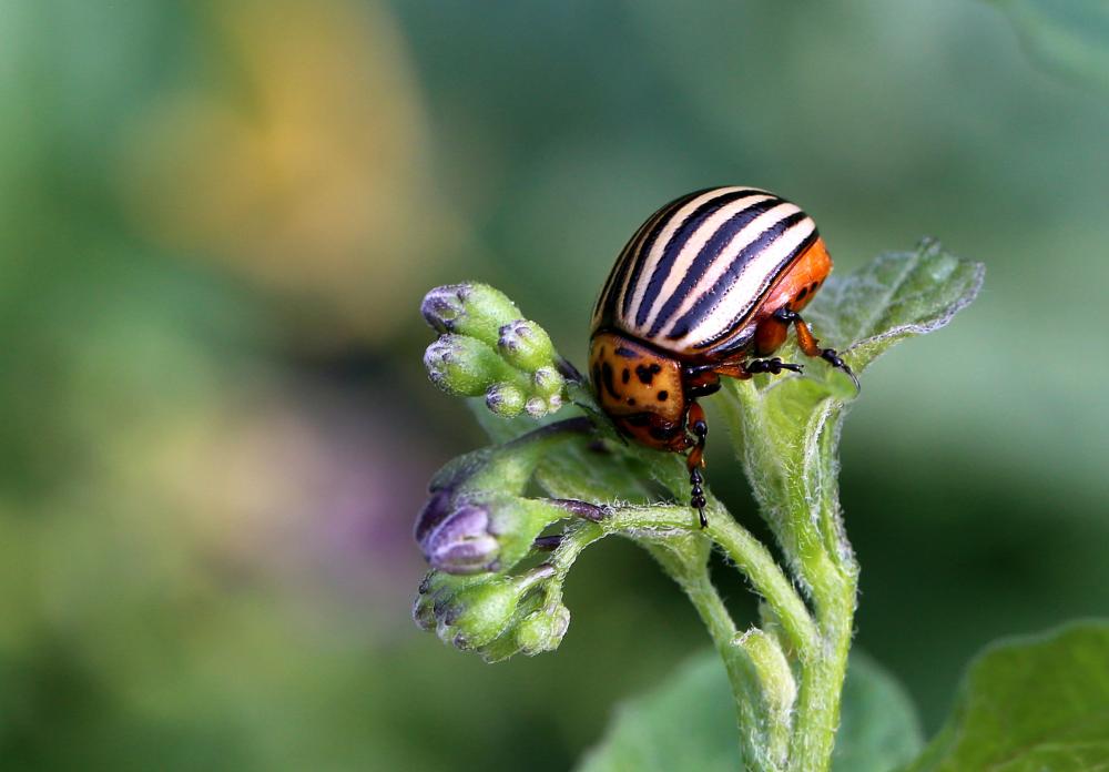 Doryphore (Le) Leptinotarsa decemlineata (Say, 1824)