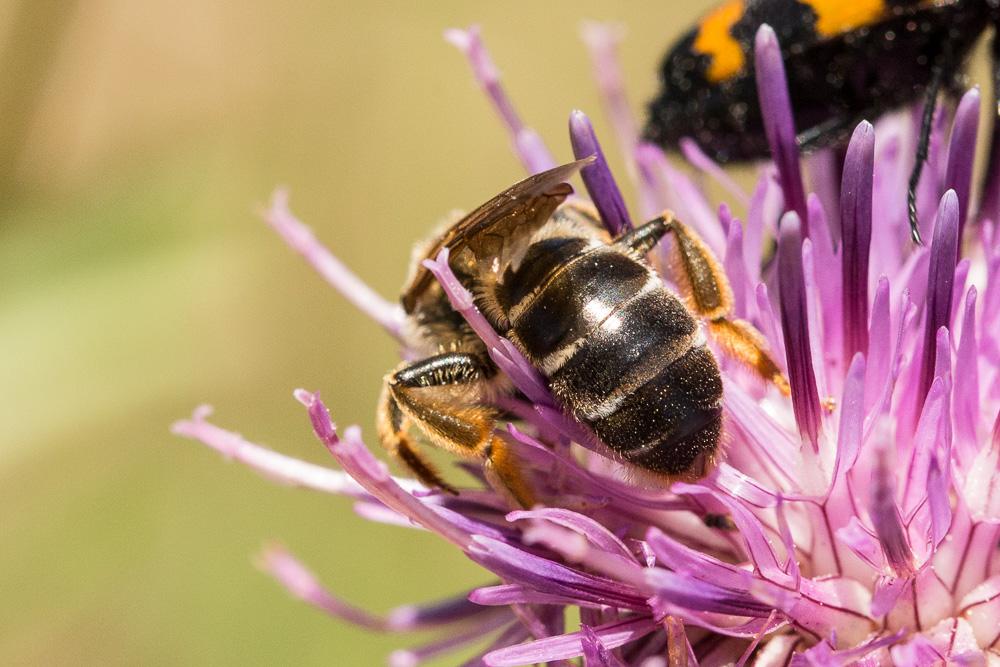 Halictus quadricinctus (Fabricius, 1776)