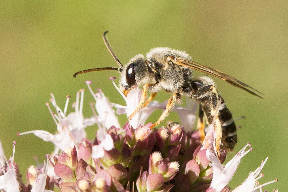  Halictus quadricinctus (Fabricius, 1776)