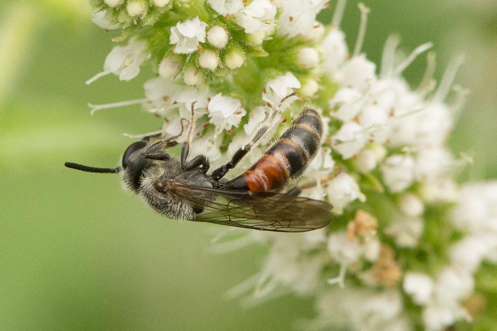 Lasioglossum nigripes (Lepeletier, 1841)