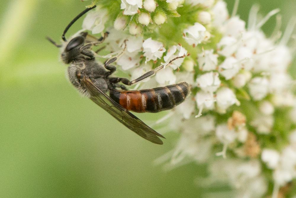 Lasioglossum nigripes (Lepeletier, 1841)