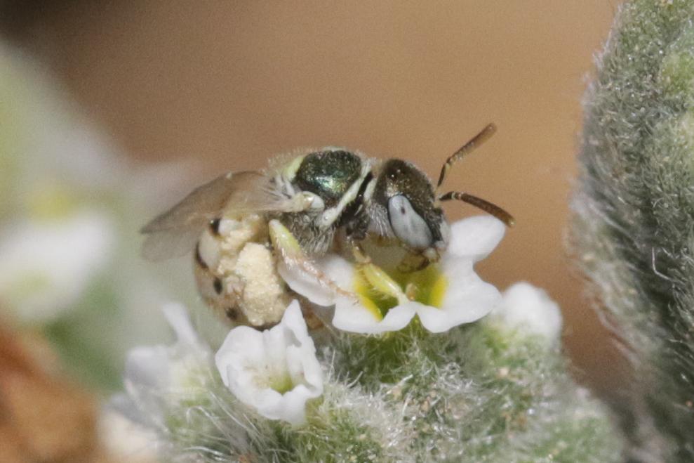  Nomioides Schenck, 1867