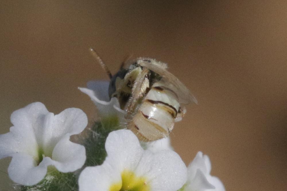  Nomioides Schenck, 1867