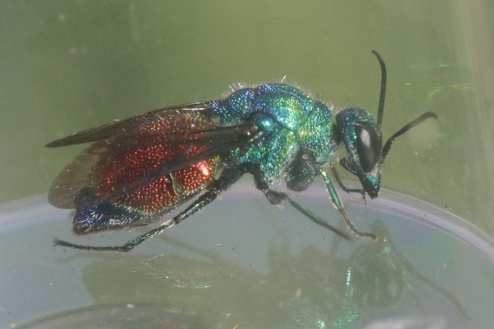  Stilbum calens (Fabricius, 1781)