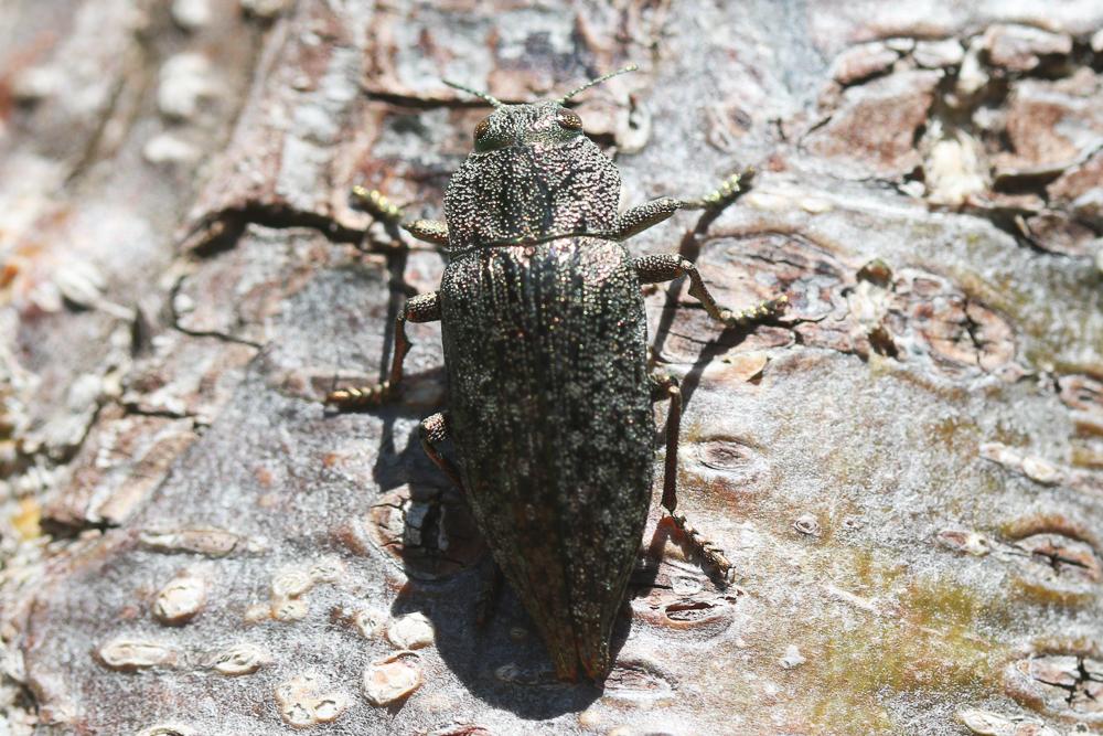  Dicerca aenea (Linnaeus, 1760)
