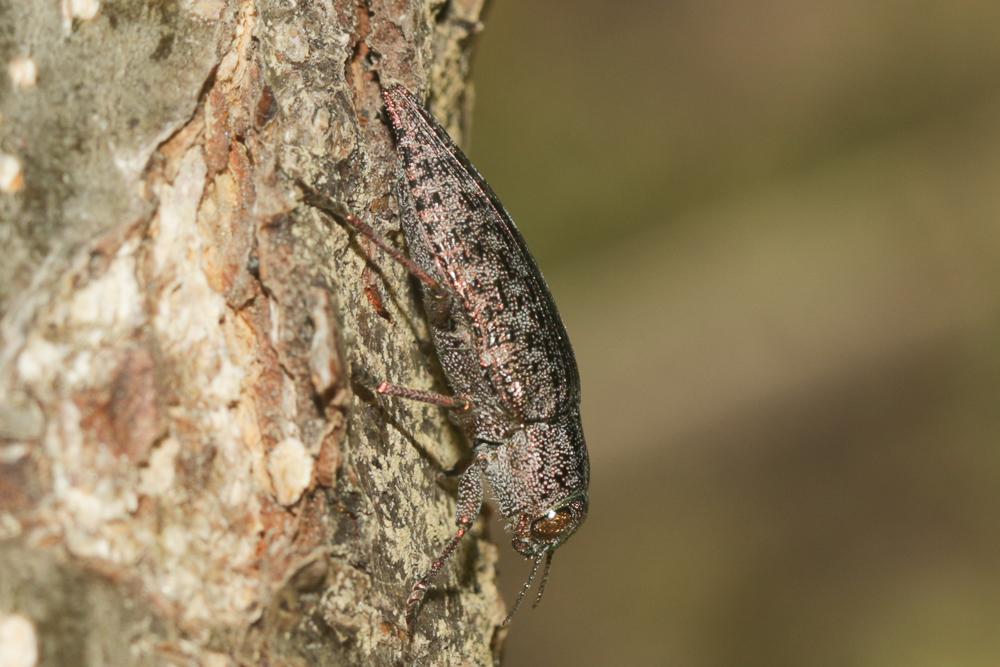 Dicerca aenea (Linnaeus, 1760)