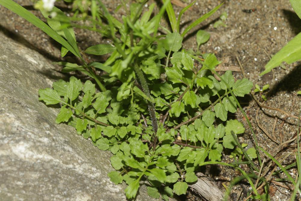 Cardamine flexueuse, Cardamine des bois Cardamine flexuosa With., 1796